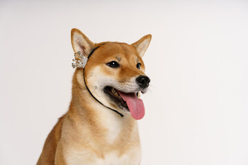 Pet lover concept. Japanese dog on a light background with a crown on his head posing happy. Shiba...