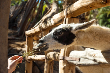 Llama in the corral begs for food