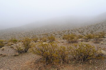 Fototapeta premium Heavy fog in desert, Providence Mountains, Mojave Desert, California, USA