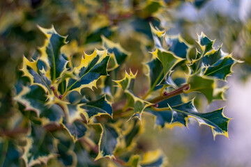 artistic picture with Shallow depth of field -illex  bush and light bokeh