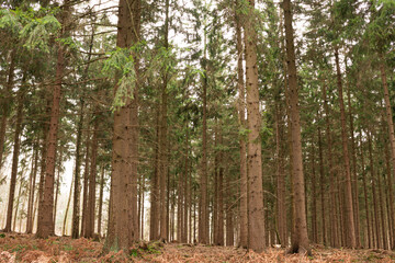 Obraz premium trees in winter in a german forest