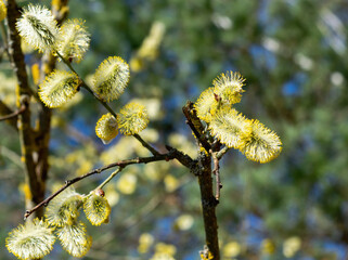 Blooming willow symbol of the Christian holiday Easter.Natural spring background.