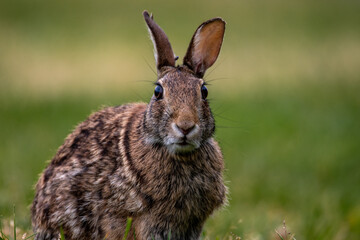 Naklejka na ściany i meble A rabbit in a meadow looking at the camera