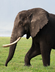 Fototapeta na wymiar African elephant in Ngorongoro, Tanzania