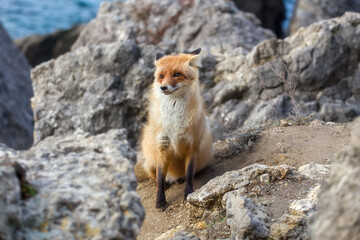 Red fox close-up.Portrait of an animal. Predator, Wildlife.