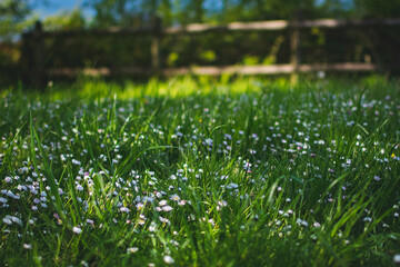 Daisy Meadow