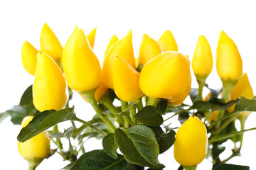 Yellow peppers on bush against white background, closeup