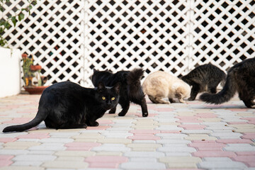 gatos comiendo