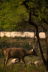 Story of the Golden Era.