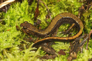 Closeup on an juvenile green colored Dunn's salamander, Pletohdon dunni, hiding in moss