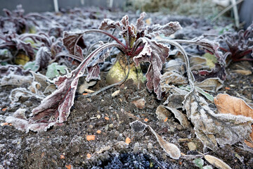 Rote Beete (Beta vulgaris subsp. vulgaris) mit Raureif auf den Blättern - ein echtes Wintergemüse