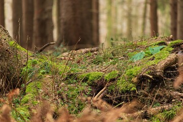 tree trunk overgrown with moss