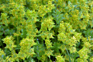 Cruciata laevipes grows in nature