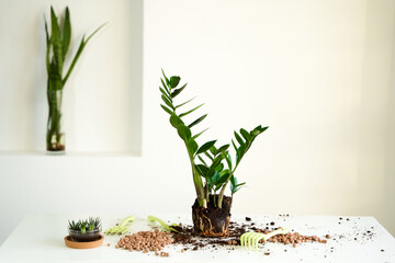 The home flower has grown and needs to be transplanted into a large pot. Hobby for flower care