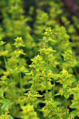 Cruciata laevipes grows in nature