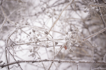 Branches of a deciduous grass, bushes covered with ice crust after freezing rain, fragment, background