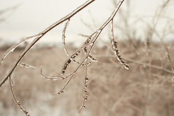 Branches of a deciduous grass, bushes covered with ice crust after freezing rain, fragment, background