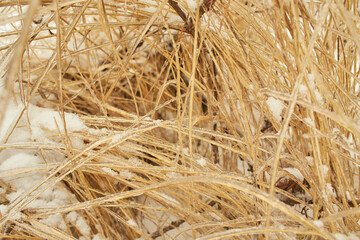 Branches of a deciduous grass, bushes covered with ice crust after freezing rain, fragment, background