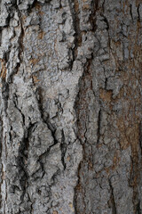 bark of a tree vertical texture background