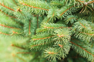 Beautiful fir tree branches in park