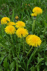 Dandelion (Taraxacum officinale) grows in nature in spring