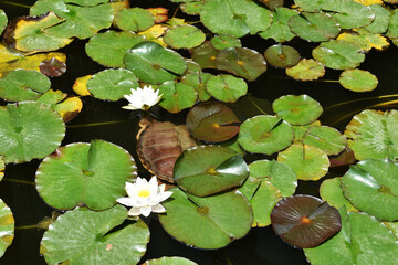 Nymphaea alba, nenuphar, white flower