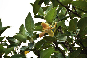 Yellow flower on  tree