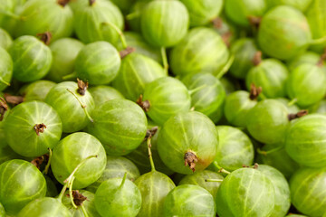 Gooseberry green berries food background. Ripe summer berries
