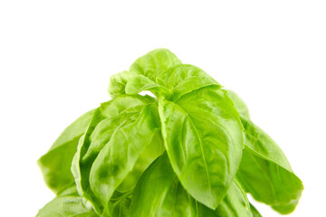 Basil herb with green fresh leaves isolated on white