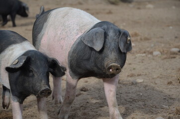 Schweine Freilandhaltung