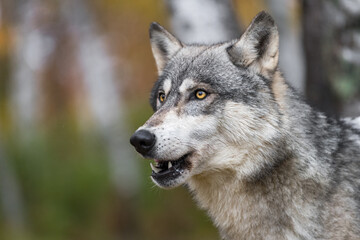 Naklejka na ściany i meble Grey Wolf (Canis lupus) Looks Up Mouth Open Autumn