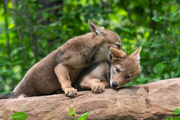 Naklejka na ściany i meble Coyote Pup (Canis latrans) Playfully Bites at Sibling Summer