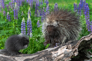 Porcupine (Erethizon dorsatum) Stands on Log Next to Porcupette Summer