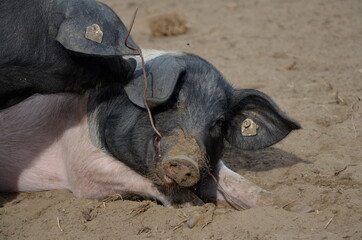 Schwein mit Stock