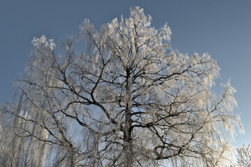 Frost on birch branches