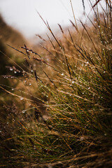 Rainy grass on a foggy day in the Carpathians, Romania