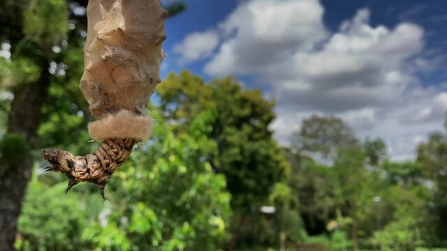 A large colorful caterpillar suspended from a tree branch coming out from its furry cocoon and crawling in the air against a natural background with lots of trees, blue summer sky and clouds in HD.