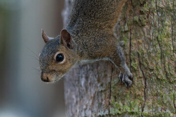 The grey squirrel (Sciurus carolinensis)