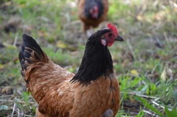 Huhn in Freilandhaltung