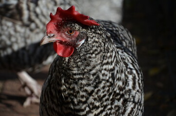 Huhn in Freilandhaltung