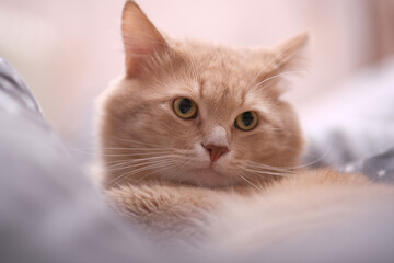Fluffy ginger cat on a gray bedspread. 