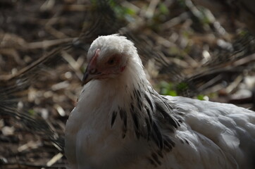 Huhn in Freilandhaltung