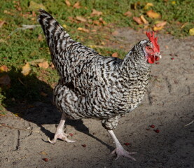 Huhn in Freilandhaltung