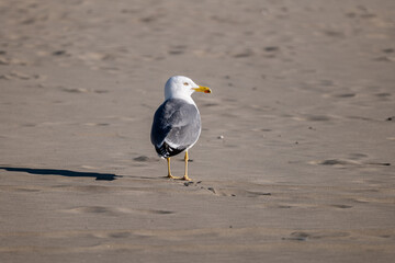seagull on the beach