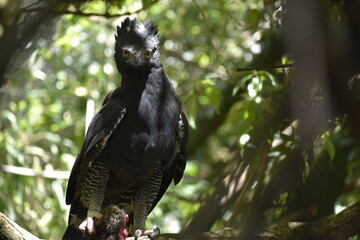 Spizaetus tyrannus, aguila iguanera en habitad natural