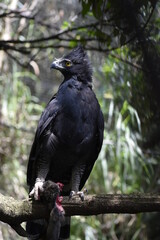 Spizaetus tyrannus, aguila iguanera en habitad natural