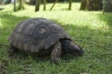 Chelonoidis carbonaria, tortuga mocorroy en habitad natural en el cesped 