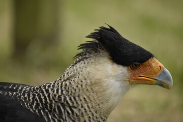 Carraco cara cara cheriwary, carraco situado en habitad natural