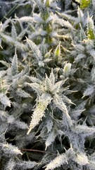 Winter frost on weed close up