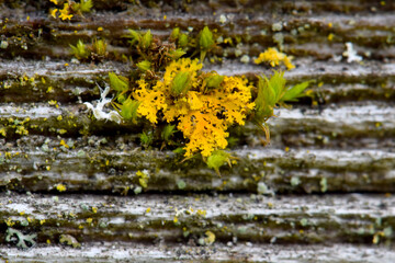 Yellow Teloschistaceae 01